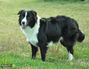 french bulldog desk accessories