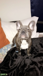 Young Frenchie (to be) Stud! Listing Image