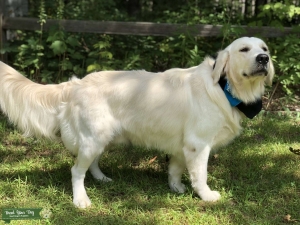 English Golden Retriever Listing Image