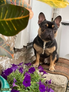Black Tri french bulldog Listing Image