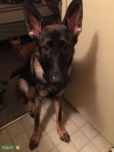 German Shepard  Listing Image