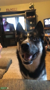 Need to breed female Husky! Listing Image