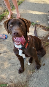 Chocolate lab mix ready for puppies Listing Image