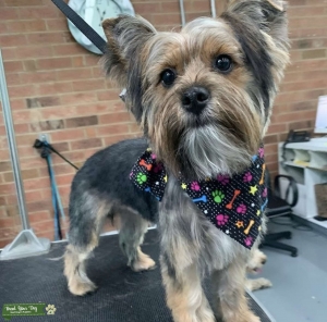 Looking for small breed female dog to mate with! Listing Image