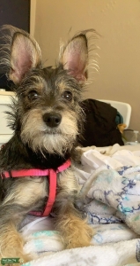 Schnauzer looking for a stud  Listing Image