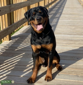 Gorgeous Healthy Rottweiler  Listing Image