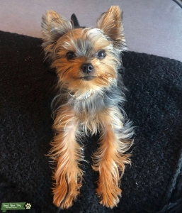 Teacup Yorkie STud Listing Image