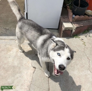 Husky Pure Breed looking to stud out Listing Image