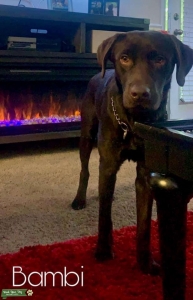 AKC Registered Chocolate Lab Listing Image