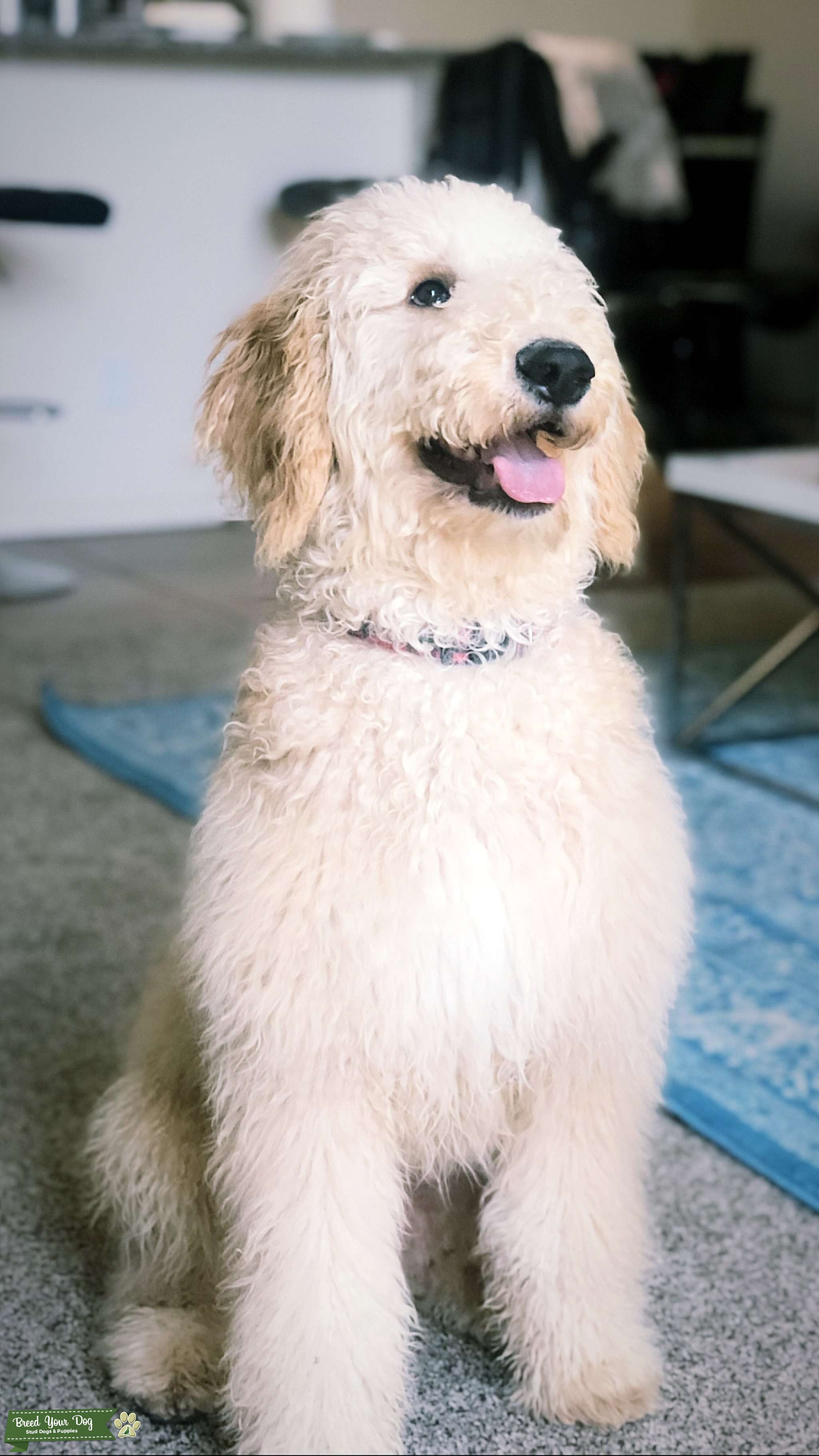 F1b Goldendoodle Stud Dog Arizona Breed Your Dog