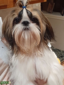 Beautiful AKC Stud- Single and Ready to Mingle Listing Image