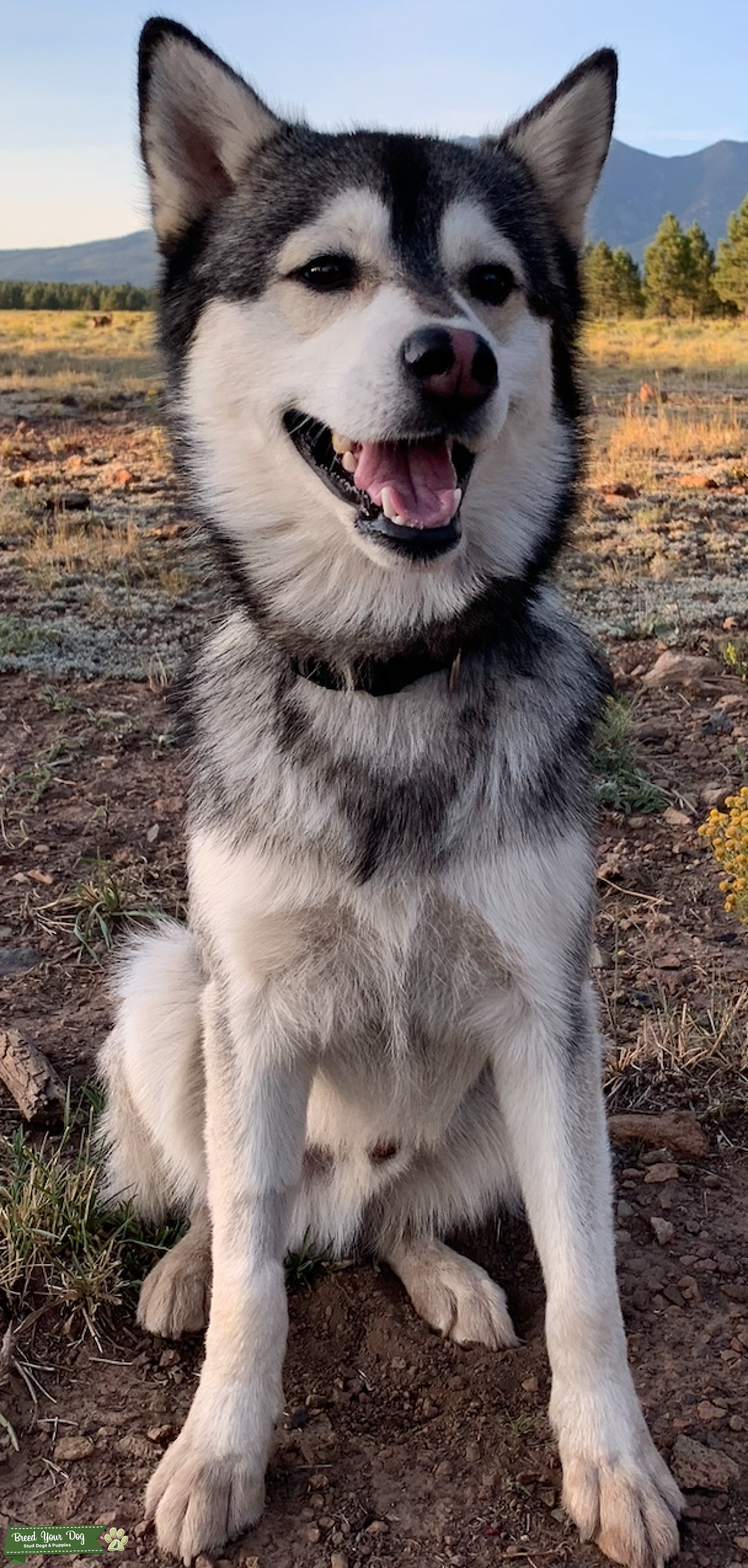 Miniature Husky - Stud Dog Arizona - Breed Your Dog