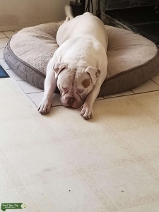White Fawn American Bulldog Listing Image