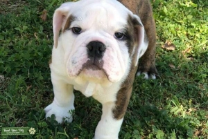 English bulldog brindle Listing Image