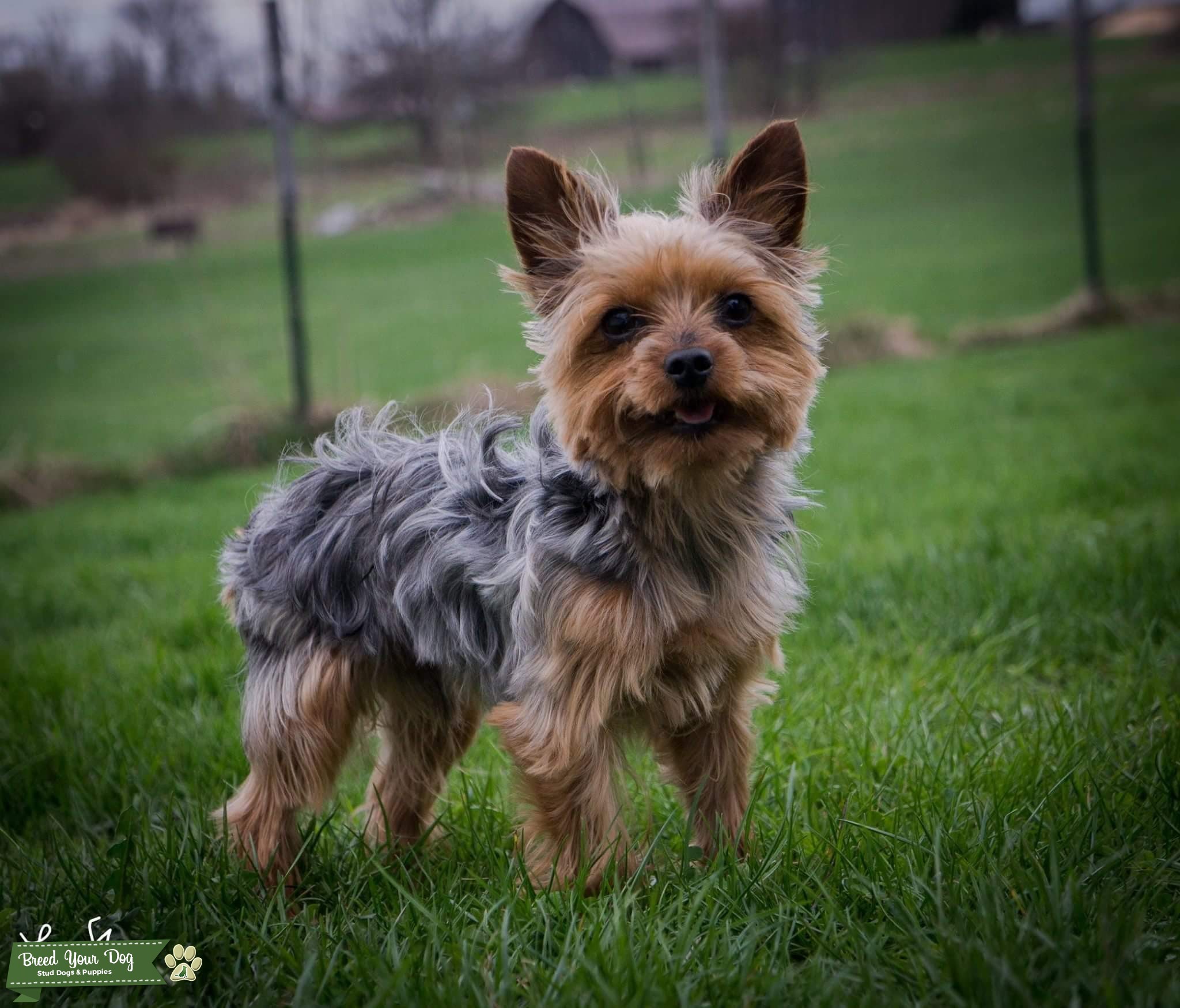 Yorkshire Terrier Stud, 4 lbs Stud Dog in NY, United States Breed