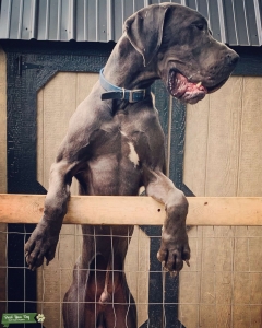 AKC Blue for Stud.  Listing Image