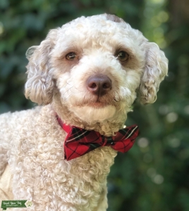 CKC Miniature Poodle Silver Beige  Listing Image