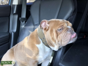 English bulldog stud Listing Image