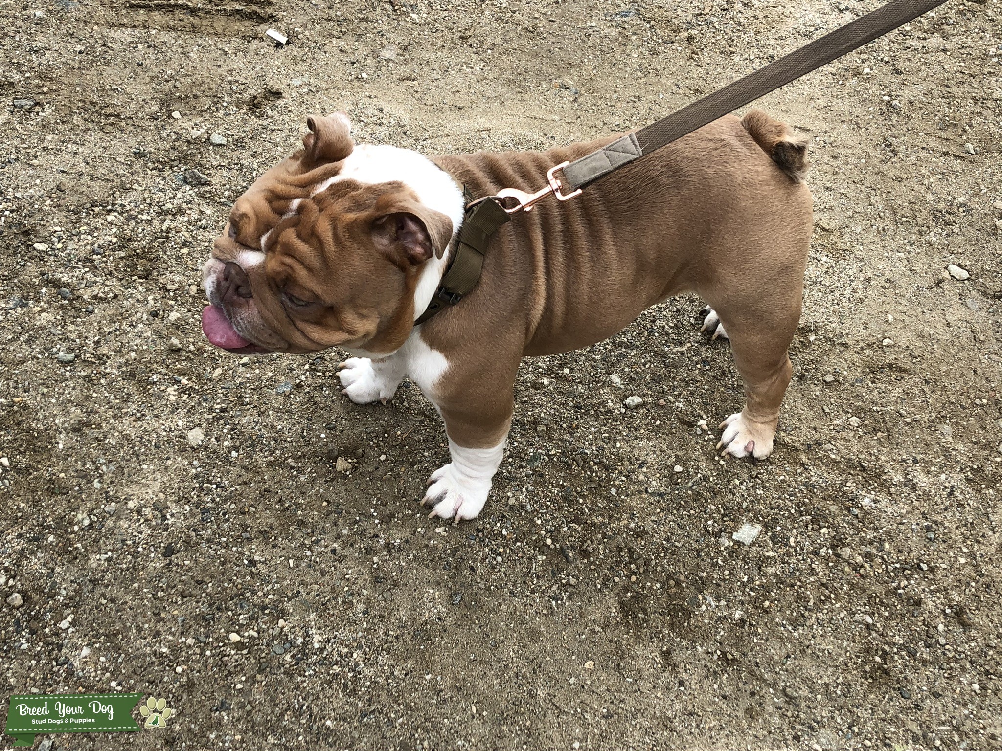 English bulldog stud Stud Dog in California, the United States