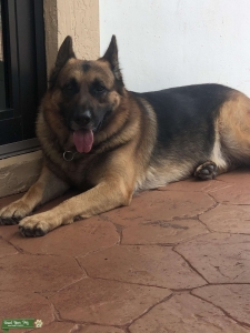 Looking for female German Shepard to breed with Male German  Listing Image