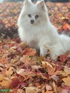Male Pomeranian Stud Listing Image