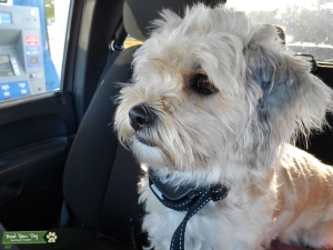 Morkie Listing Image
