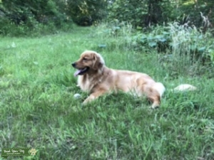 Golden retriever  Listing Image