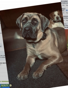 ISO: stud dog  Listing Image