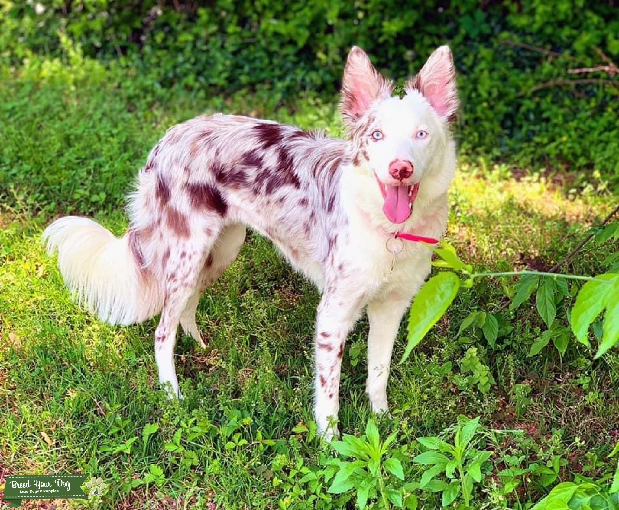 Red Merle Female Stud Dog in Virginia, the United States Breed Your Dog