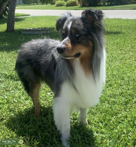 Standard Blue Merle Male (Stud) Listing Image
