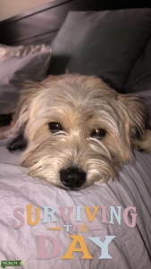 Cream Yorkie Mix Listing Image
