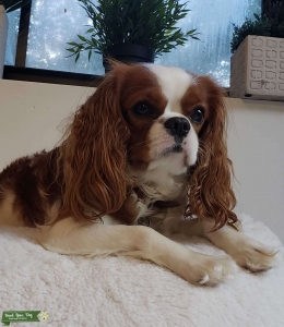 Cavalier King Charles Spaniel  Listing Image