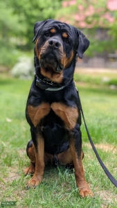Rottweiler  Listing Image