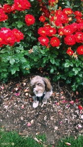 Looking for female poodle to breed with our toy aussiedoodle Listing Image
