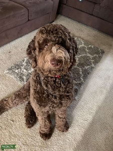 Chocolate Bernedoodle Listing Image
