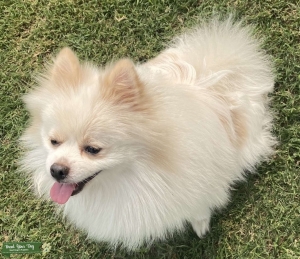 Male full breed Pomeranian white and gold  Listing Image