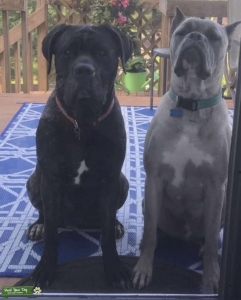 Registered Female Wanting to Breed before spaying  Listing Image