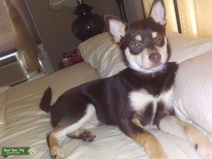 Chihuahua Stud Listing Image