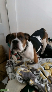 Amazing English bulldog and beagle mix Listing Image