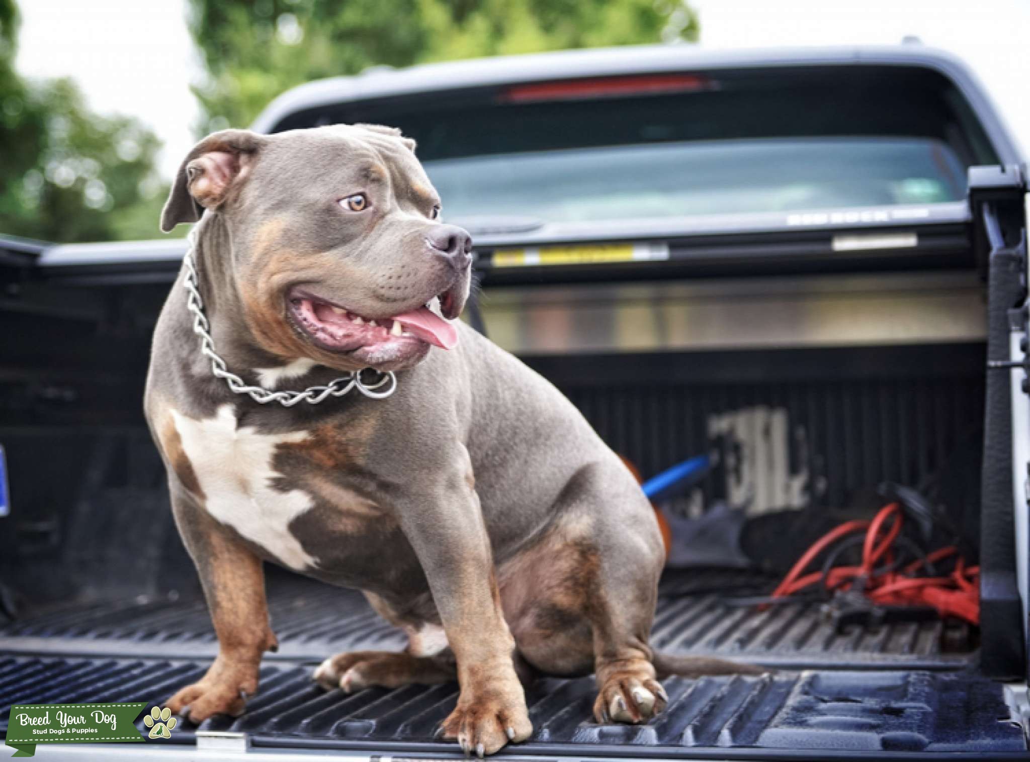 Stud Dog Blue tri pocket bully Breed Your Dog