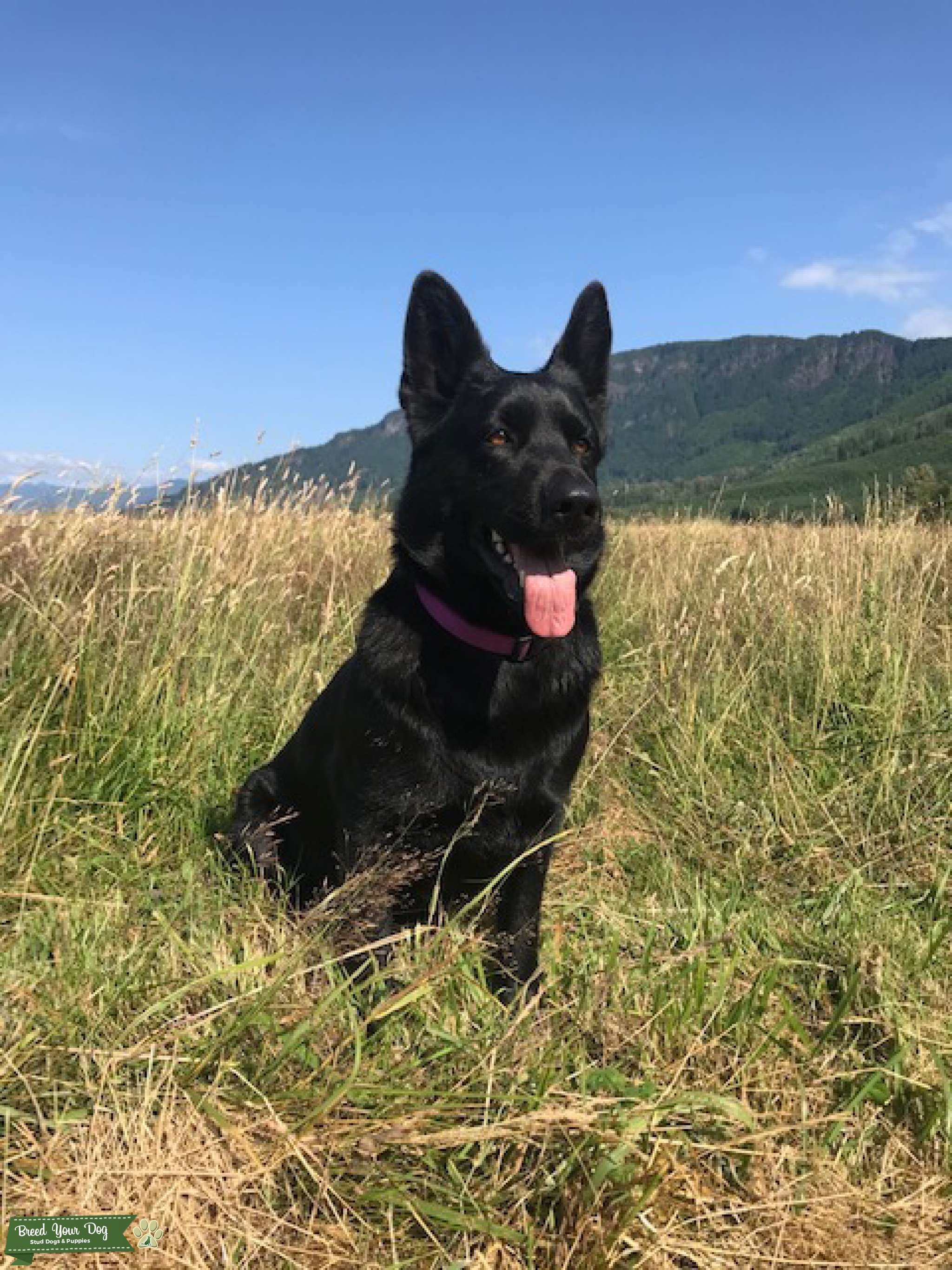 3 year old East German Shepherd Dog (All Black) Stud Dog in Washington , United States Breed