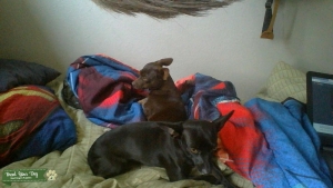 Female Chihuahuas looking for stud  Listing Image