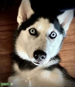 Looking for a stud for izzy Listing Image