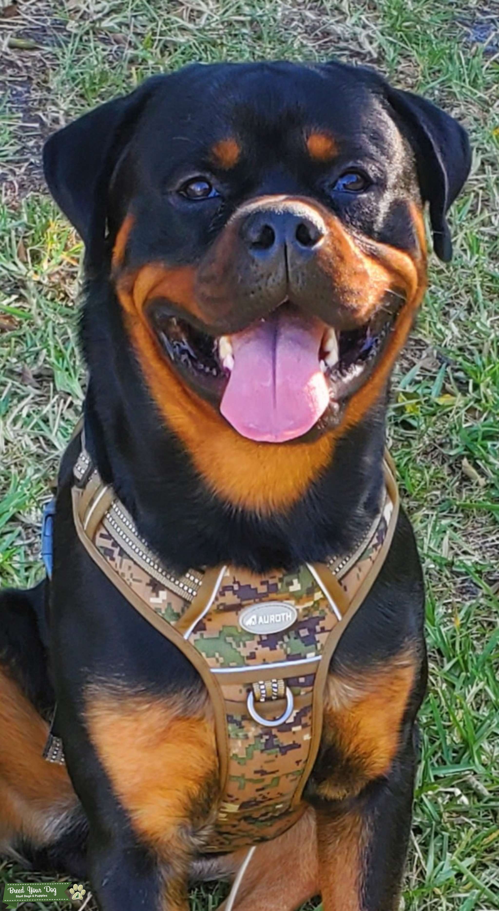 champion Rottweiler - Stud Dog in NY, the United States | Breed Your Dog