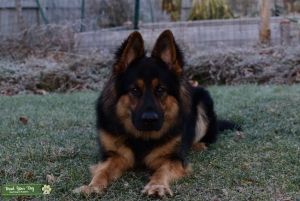 GSD stud [AKC] Listing Image
