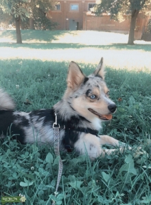 Blue Eyed Merle Pomsky Stud looking to breed Listing Image