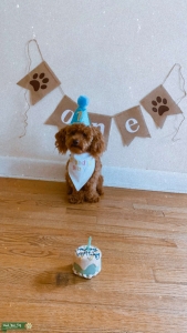 Male breed poodle Listing Image