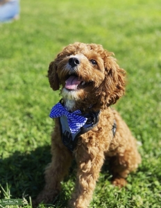 Apricot colored Cavapoo  Listing Image