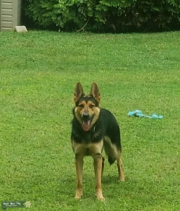 Strong Male GSD that's ready to Mate Listing Image
