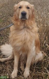 Golden retriever  Listing Image